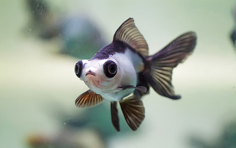 Рыбки телескопы