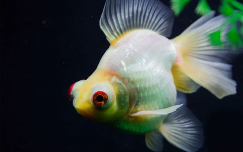 Рыбки телескопы