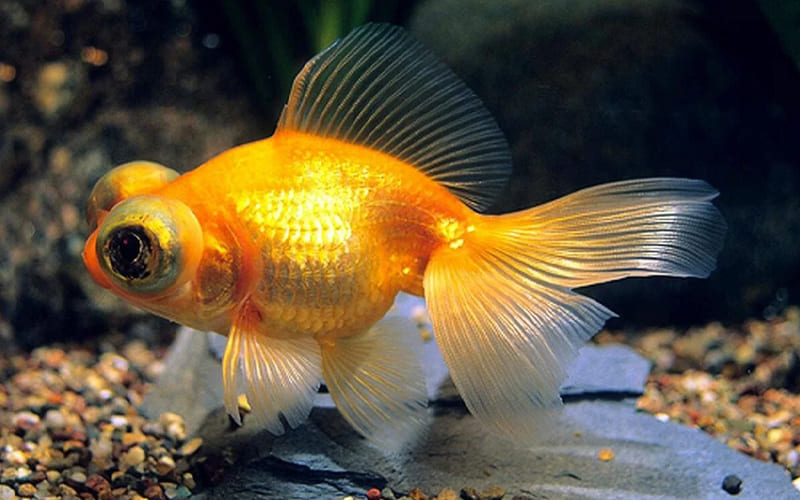 Рыбки телескопы