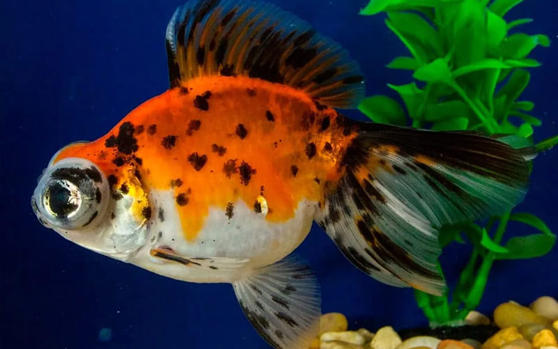 Рыбки телескопы