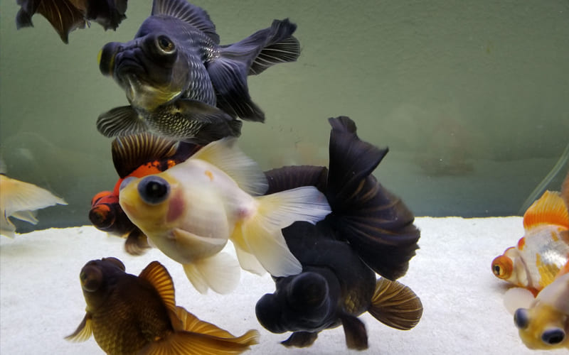 Рыбки телескопы