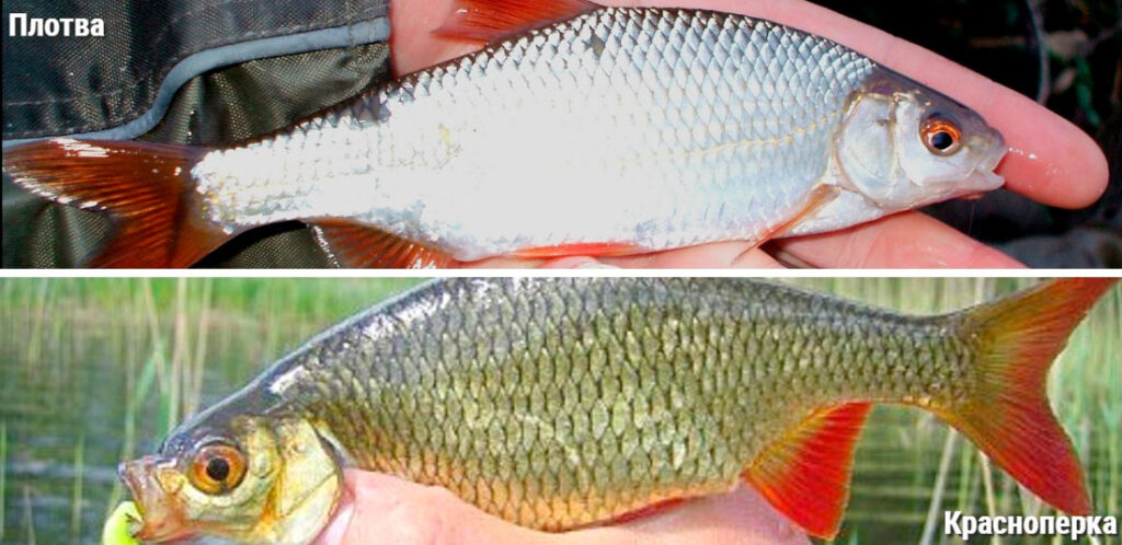 Семейство карповых: список и характеристика пресноводных видов, их особенности