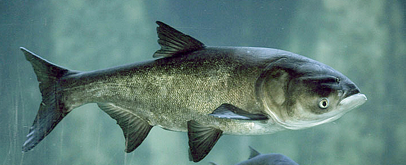 Толстолобик