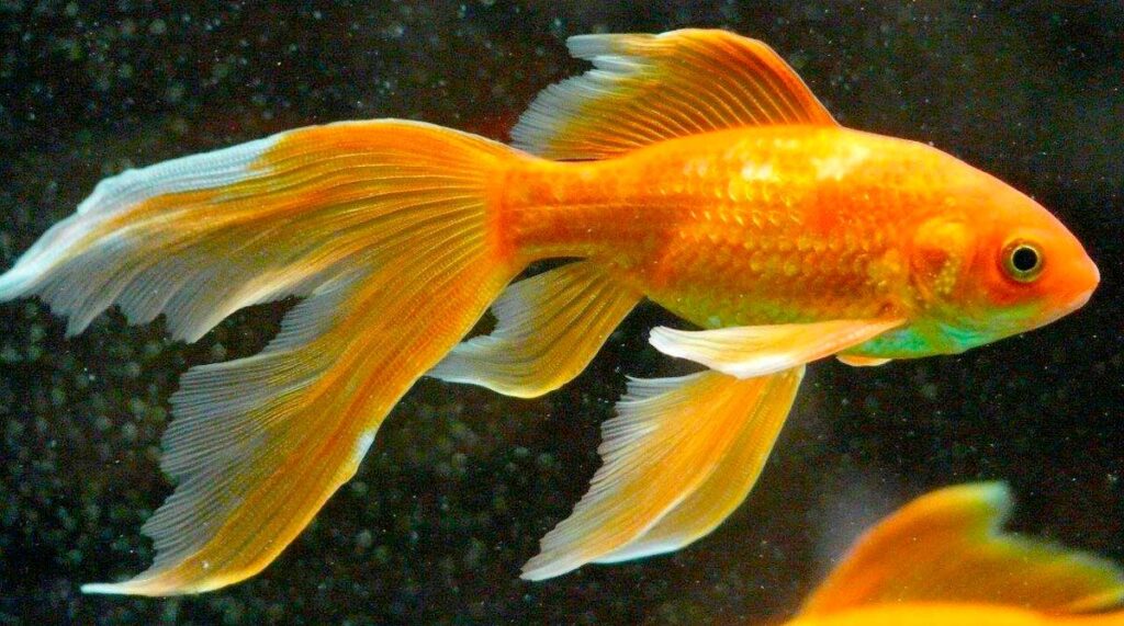 Золотая рыбка