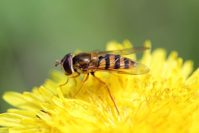 Муха-журчалка Муха-журчалка