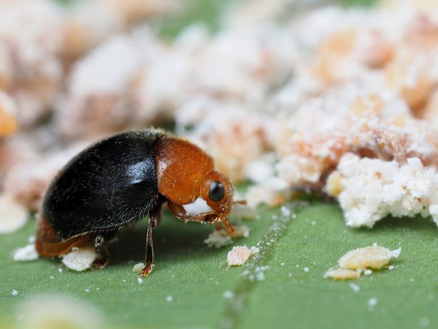 Криптолемус, уничтожитель мучнистого червеца Криптолемус, уничтожитель мучнистого червеца