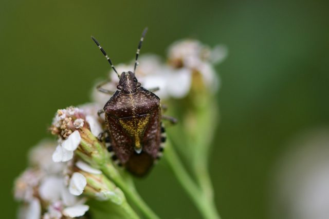 Цветочный клоп Цветочный клоп