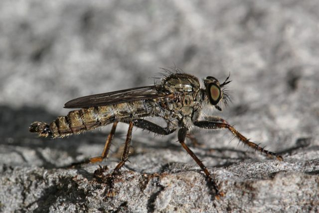 Муха Ктырь Муха Ктырь