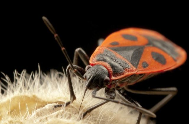 Клоп-солдатик Клоп-солдатик