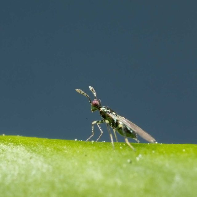 Диглифус, оса-паразит листовых минеров Диглифус, оса-паразит листовых минеров