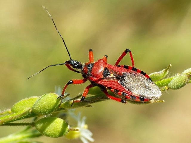 Хищнецы Хищнецы