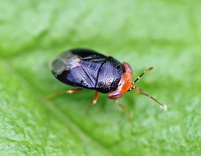 Геокорис, большеглазые клопы Геокорис, большеглазые клопы