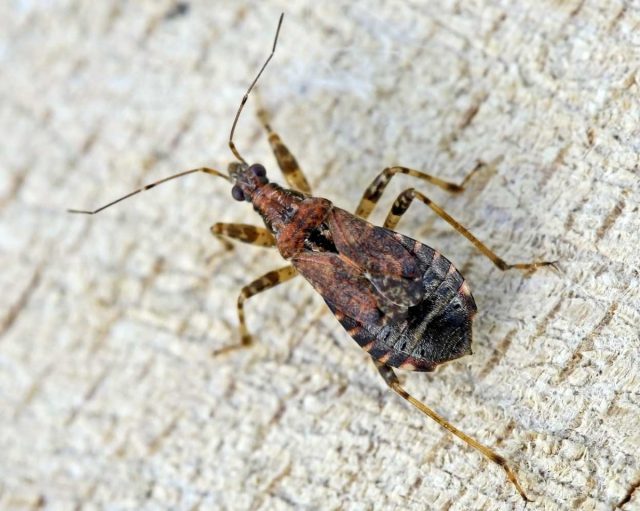 Клопы-охотники Клопы-охотники