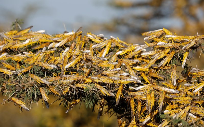 Рой кузнечиков