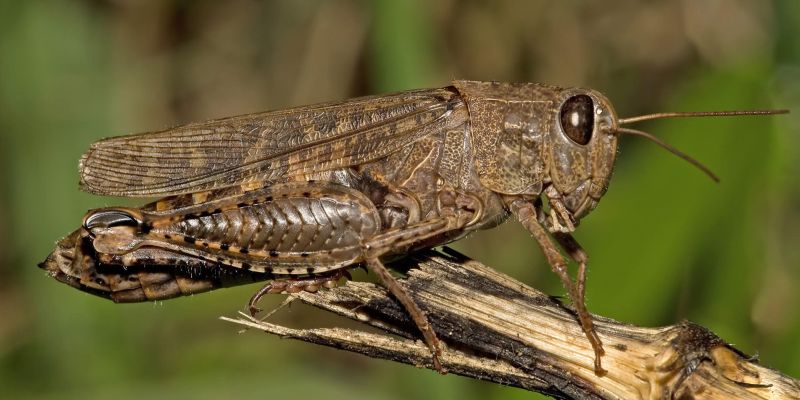 Насекомое-кузнечик Насекомое-кузнечик