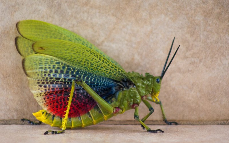 Радужный кузнечик Радужный кузнечик
