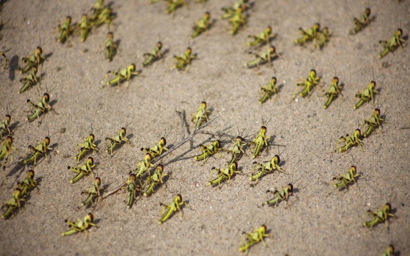 Кузнечик на дороге