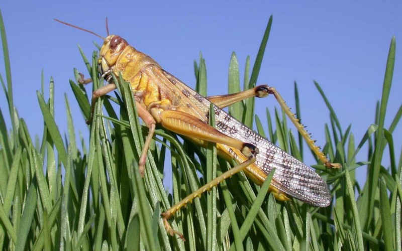 Сидит в траве Сидит в траве