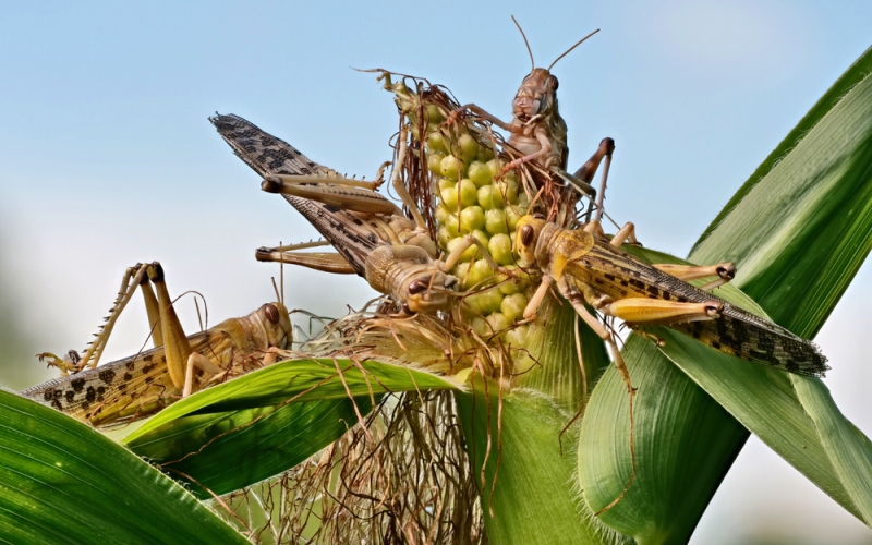 Ест кукурузу Ест кукурузу