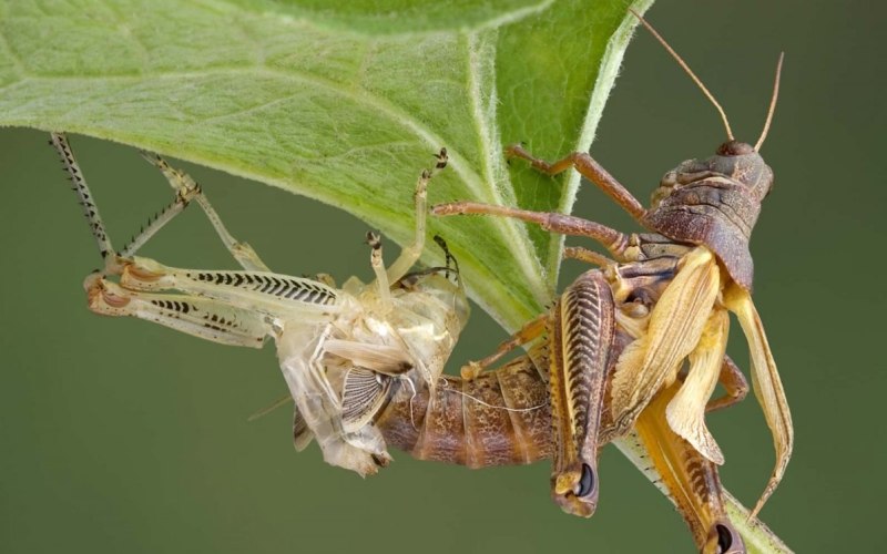 Выходя из гусеницы