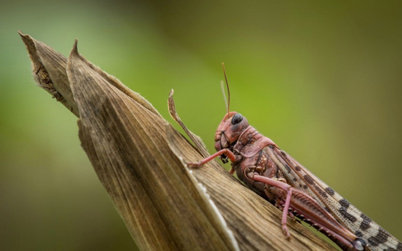 Саранча сидит на кукурузе