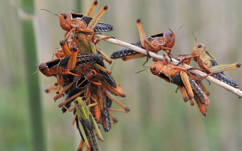 Азиатская (перелетная) саранча Азиатская (перелетная) саранча