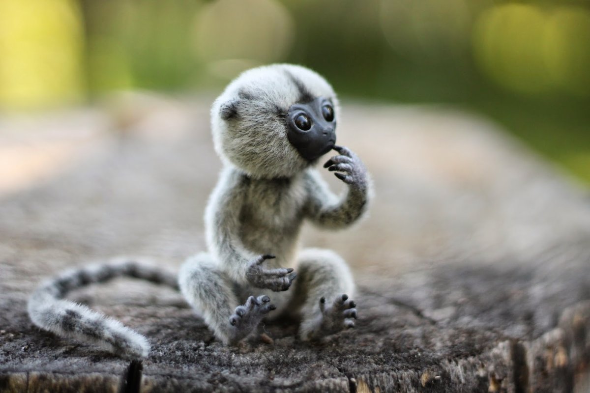 Изображение для статьи о самых маленьких обезьянах в мире