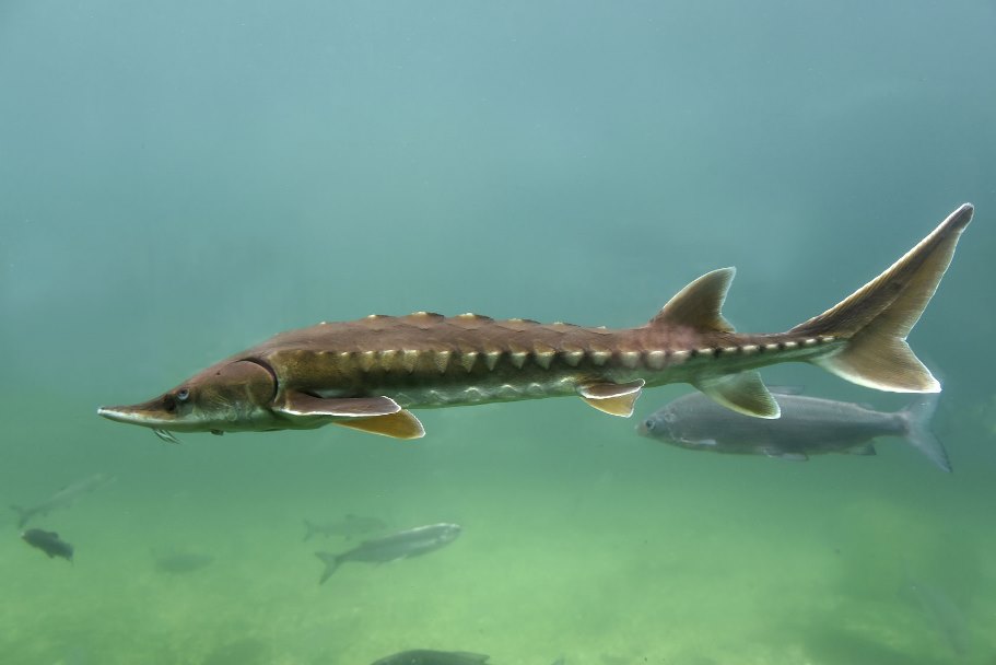 Колючая рыба