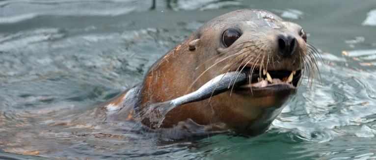 Сивуч – самый крупный представитель семейства ушастых тюленей