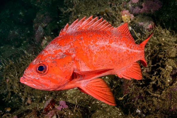 Сивуч – самый крупный представитель семейства ушастых тюленей