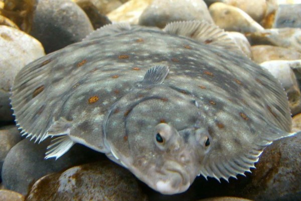 Сивуч – самый крупный представитель семейства ушастых тюленей