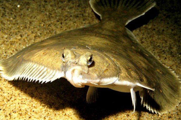 Сивуч – самый крупный представитель семейства ушастых тюленей