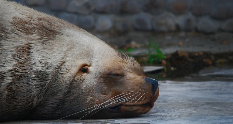 Сивуч – самый крупный представитель семейства ушастых тюленей