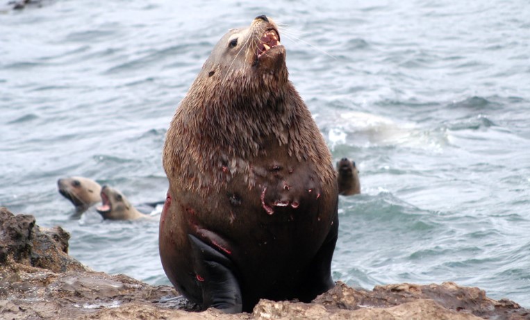 Сивуч – самый крупный представитель семейства ушастых тюленей