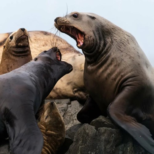 Сивуч – самый крупный представитель семейства ушастых тюленей