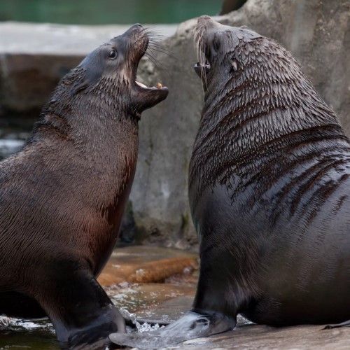 Сивуч – самый крупный представитель семейства ушастых тюленей