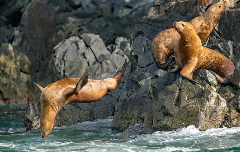Сивуч – самый крупный представитель семейства ушастых тюленей