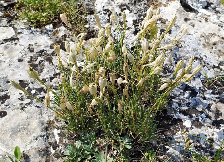 Смолевка яйлинская