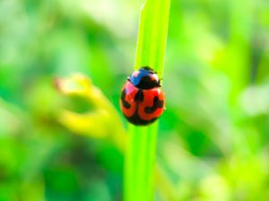 Божья коровка