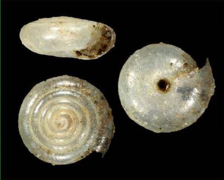 Стеклянница Надежды