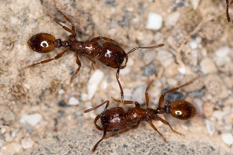 Strongylognathus arnoldii