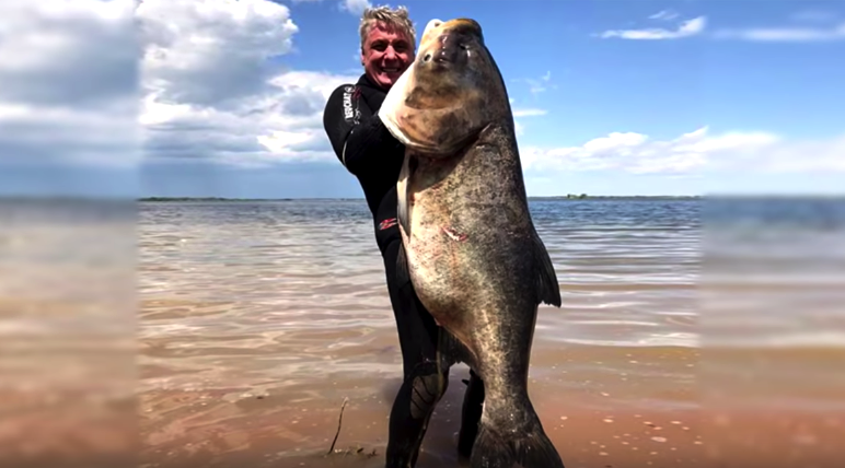 Самый большой толстолобик: пойманный в мире и России, вес кг, какой выловленный толстолоб попал в Книгу рекордов: размер, длина