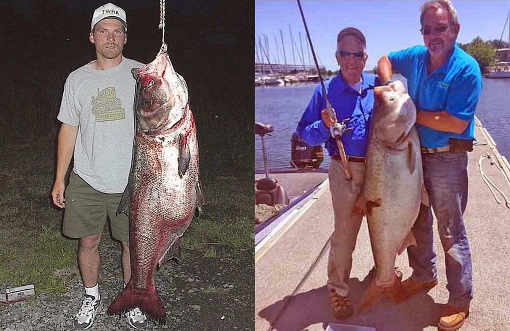 Самый большой толстолобик: пойманный в мире и России, вес кг, какой выловленный толстолоб попал в Книгу рекордов: размер, длина