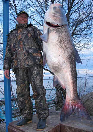 Самый большой толстолобик: пойманный в мире и России, вес кг, какой выловленный толстолоб попал в Книгу рекордов: размер, длина