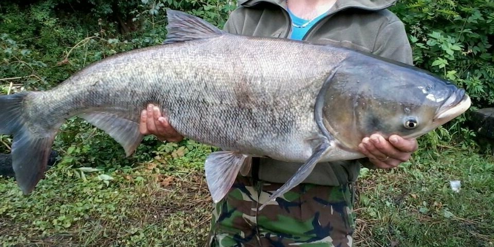 Самый большой толстолобик: пойманный в мире и России, вес кг, какой выловленный толстолоб попал в Книгу рекордов: размер, длина
