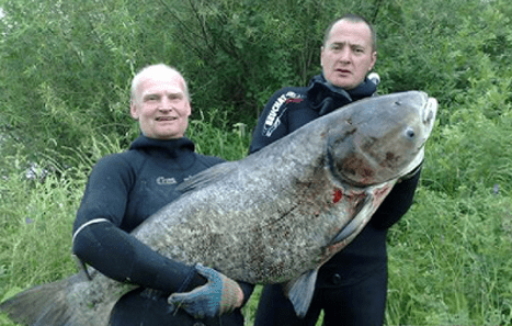 Самый большой толстолобик: пойманный в мире и России, вес кг, какой выловленный толстолоб попал в Книгу рекордов: размер, длина