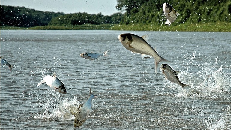 Самый большой толстолобик: пойманный в мире и России, вес кг, какой выловленный толстолоб попал в Книгу рекордов: размер, длина
