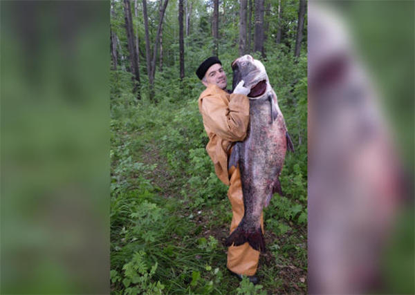 Самый большой толстолобик: пойманный в мире и России, вес кг, какой выловленный толстолоб попал в Книгу рекордов: размер, длина