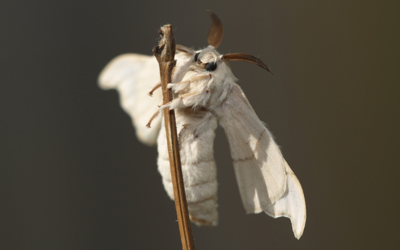 Сидит на веточке Сидит на веточке