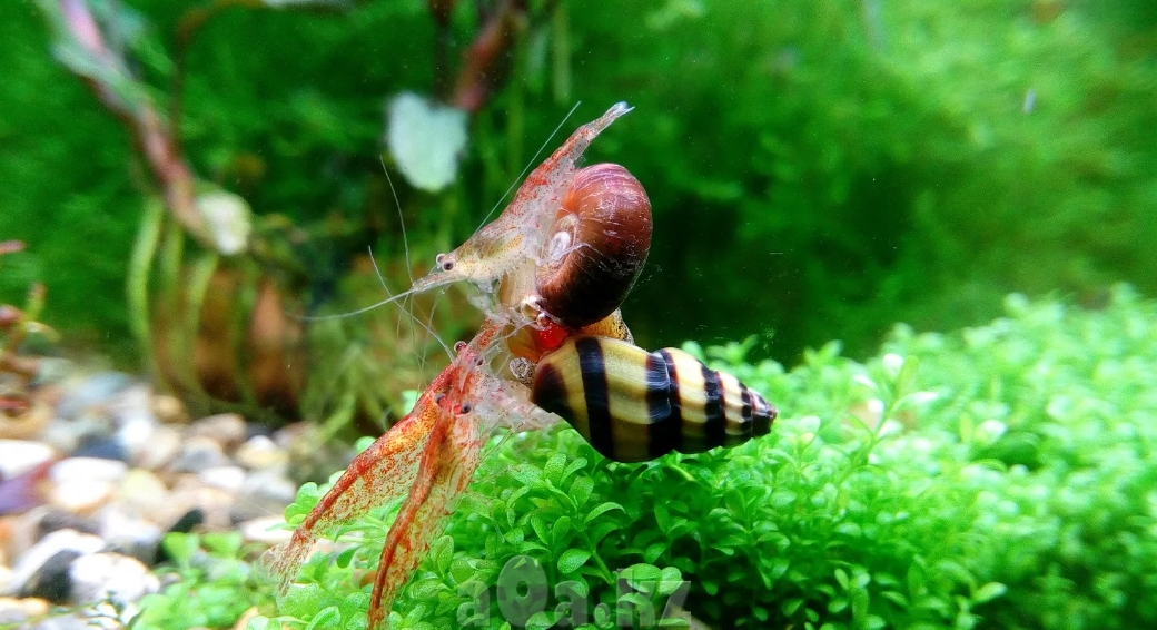 Улитка Хелена